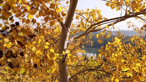 湖的景色被秋天金黄色的白杨树叶框起来