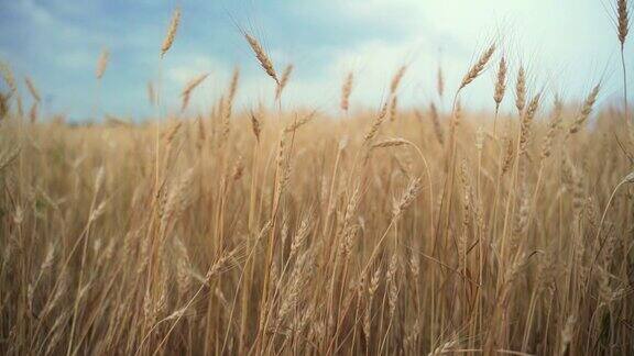 成熟的麦穗在风中摇曳粮食作物可以收割了