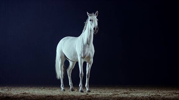 SLOMO白马在夜晚的骑马大厅