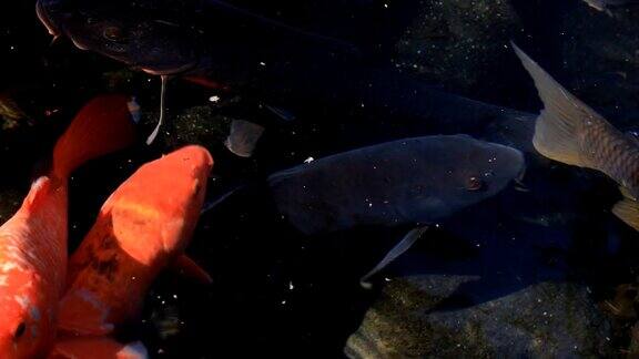 在东京前浦寺公园池塘里游泳的鲤鱼