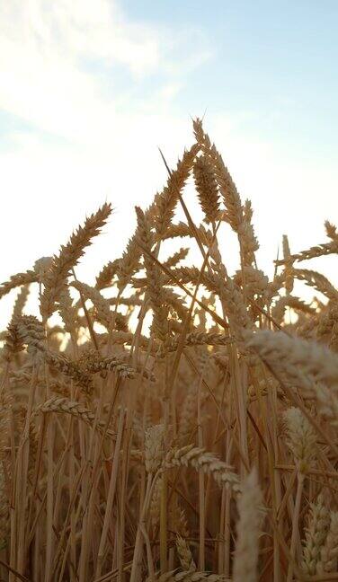 在蓝天背景下麦田正在成熟金色的麦穗在微风中摇曳垂直视频
