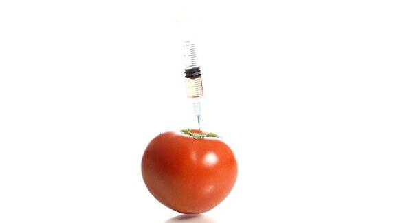高清慢镜头:转基因番茄