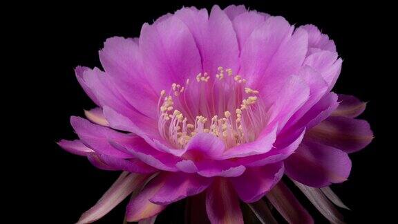 粉红花Echinopsis延时