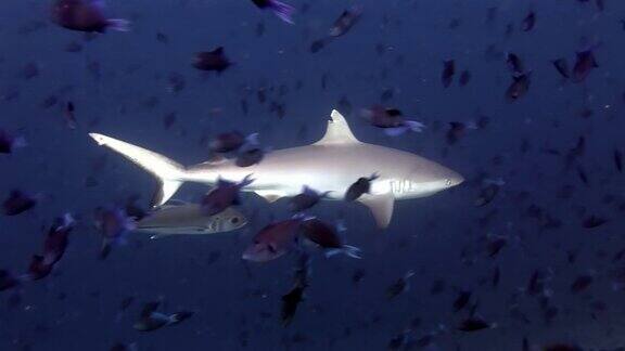 鲨鱼和金枪鱼水下背景的学校鱼在海底