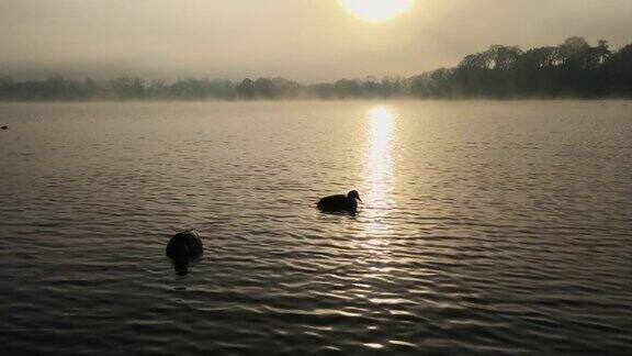 雾气蒙蒙的秋日清晨湖面上有鸭子和水鸟