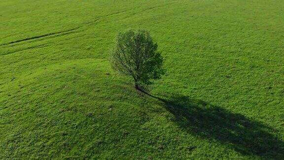 阳光明媚的绿草地上的一棵孤零零的树