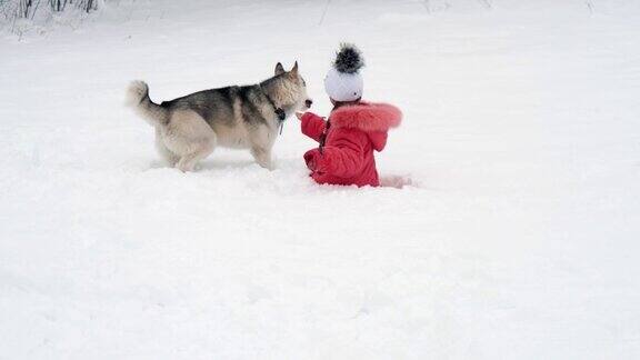 小女孩在户外的雪地上和西伯利亚哈士奇狗玩的慢镜头