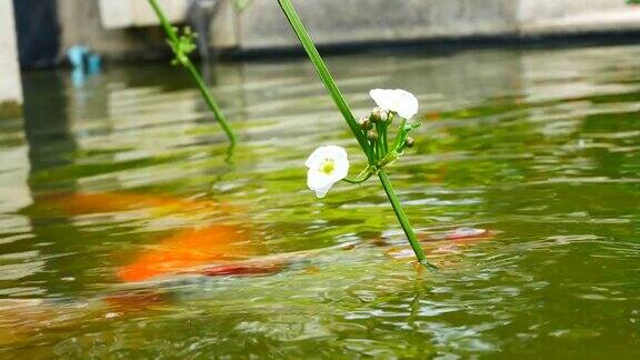 白花漂浮在鱼塘上