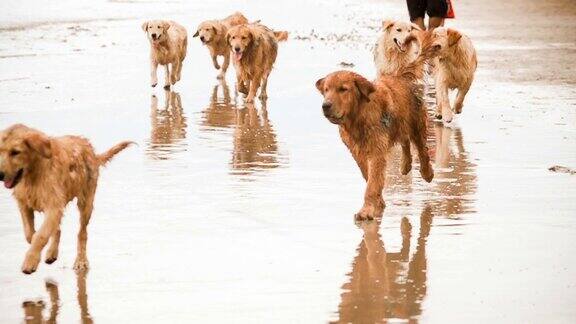 动物狗沙滩上的金毛寻回犬(超慢镜头)