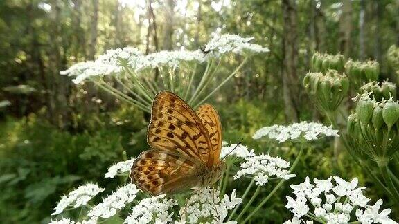 褐斑甲虫和蝴蝶在阳光下在森林里的一朵白花上