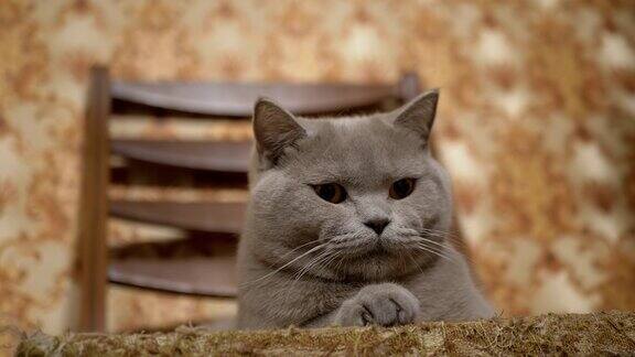 瞌睡灰色纯种英国家猫坐在椅子上眨着棕色眼睛4K
