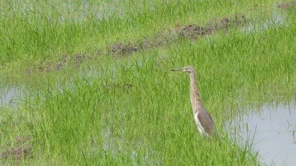 湿地中的印度塘鹭