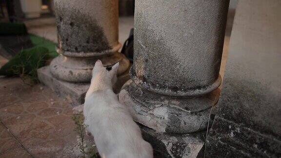 街头的虎斑猫在移动