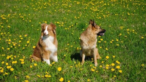 夏天两只德国牧羊犬和澳大利亚牧羊犬坐在黄色的蒲公英丛中摆姿势迷人的狗狗在公园散步休息世界动物日或国际动物权益日