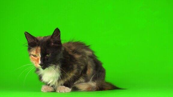 小猫小猫在绿色背景的4K视频屏幕上玩耍