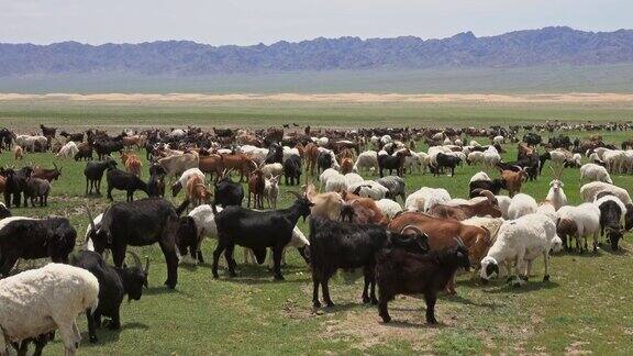在草地上吃草的一群绵羊和山羊