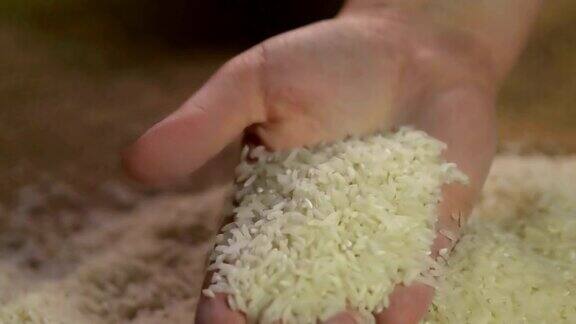 农民用手抓一把米检查水稻质量