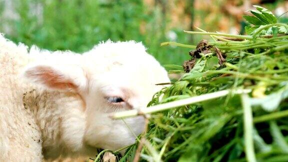 小羊在农场吃草特写