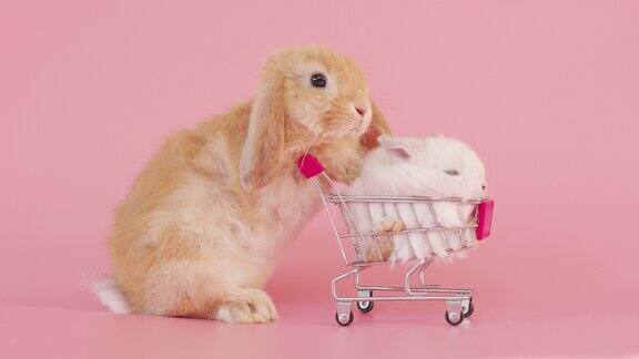 兔子在粉色背景的购物车里