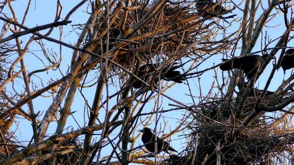 白嘴鸦一群用于筑巢的黑色候鸟
