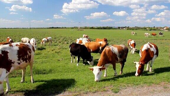 绿色草地上的奶牛