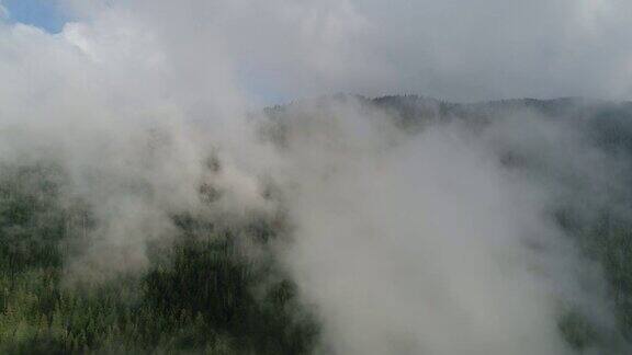 飞过高山松树林和美丽的云彩鸟瞰图