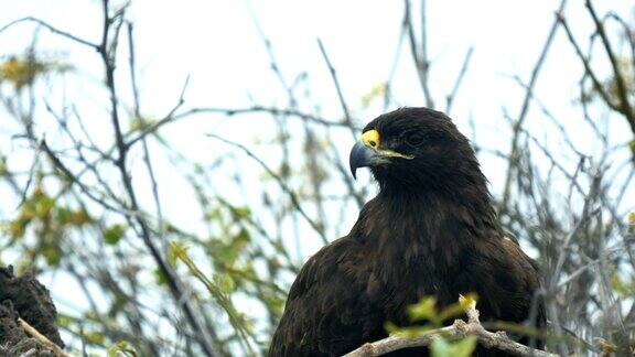 加拉帕戈斯群岛西班牙岛上筑巢的加拉帕戈斯鹰的特写镜头