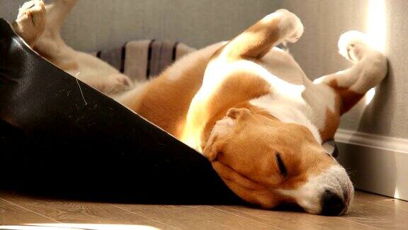睡得累了午餐后小猎犬倒卧在狗的床上有趣的宠物概念视频