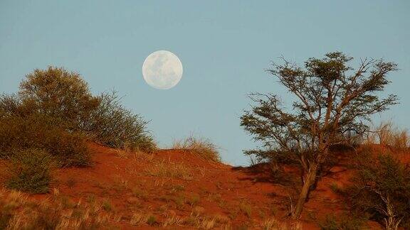 南非喀拉哈里沙丘上空的月亮和金合欢树