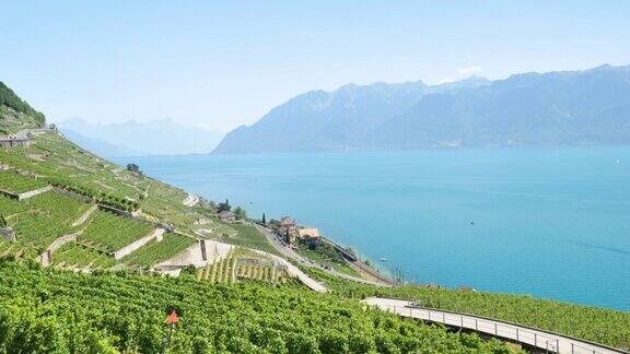 Vevey的全景在日内瓦湖与葡萄园-瑞士