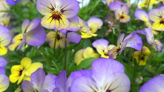 生机勃勃的三色紫罗兰花的田野