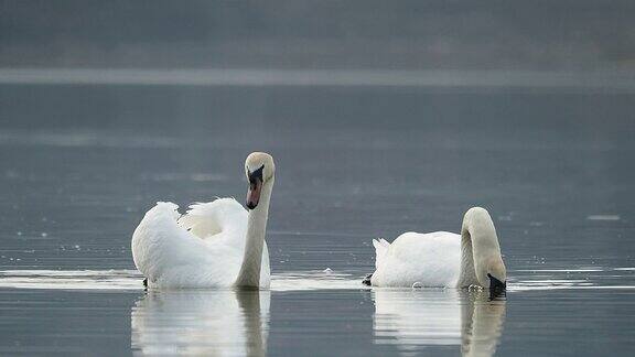 美丽的欧亚天鹅在湖中游泳