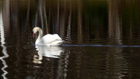 白天鹅在池塘镜面上游动