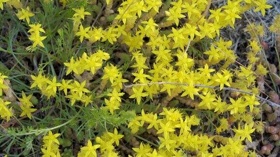 近距离观察金苔属植物的黄色花朵