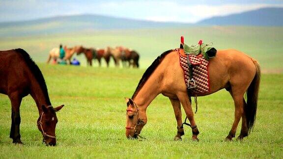 蒙古马生活在辽阔的蒙古草原上