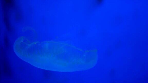 蓝色灯光下美丽的海洋生物水母漂浮在蓝色的水里