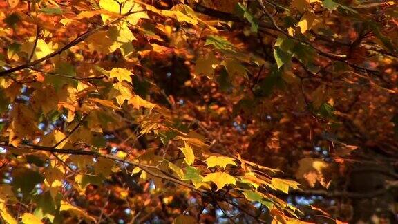 高清:秋天的树