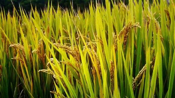 特写亚洲金色稻田在风中等待收获