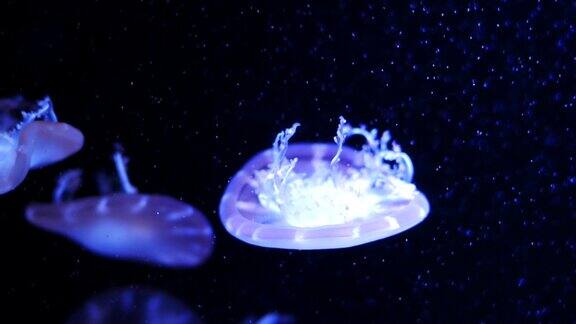 特写水母霓虹灯光下鱼缸中的美杜莎