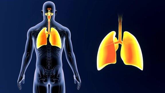 人类的肺和骨骼一起放大