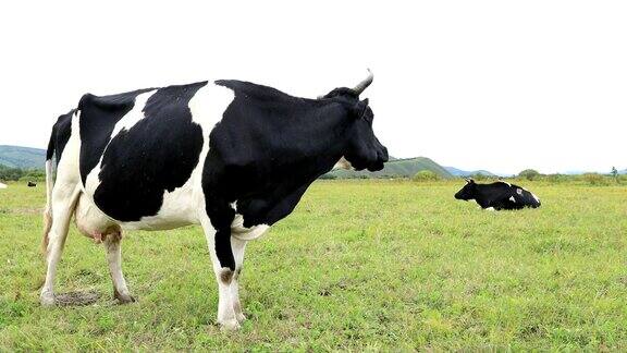 好奇的牛在草原上吃草