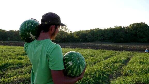 农民在田地里收获西瓜