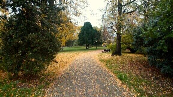 驾车沿着城市公园的秋天道路在精神放松