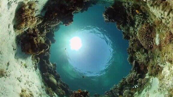 珊瑚礁的水下世界菲律宾