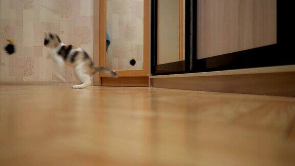 可爱的小猫在家里玩玩具老鼠