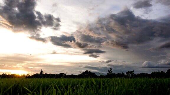 稻田和美丽的天空