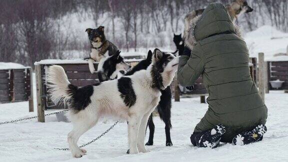 一个女人在给雪橇狗拍照