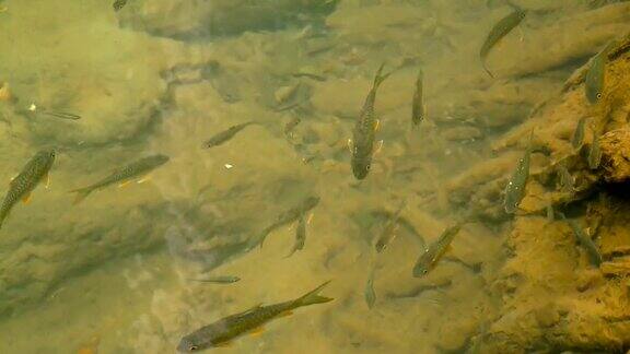 在热带雨林的阳光下鱼在一条小溪的浅溪中游泳