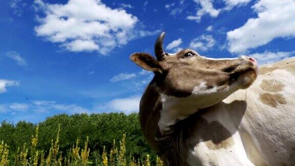 美丽的灰色和白色的奶牛放牧在草地上的天空背景慢动作