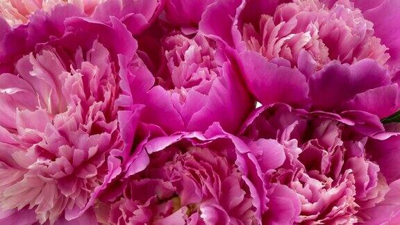 美丽的粉色玫瑰花束背景盛开的牡丹花开时间流逝特写婚礼背景情人节开花花朵特写镜头4K超高清视频延时延时